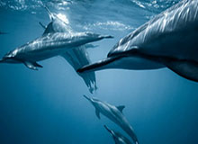 开运体育手机APP下载：开启你的运动好运之门